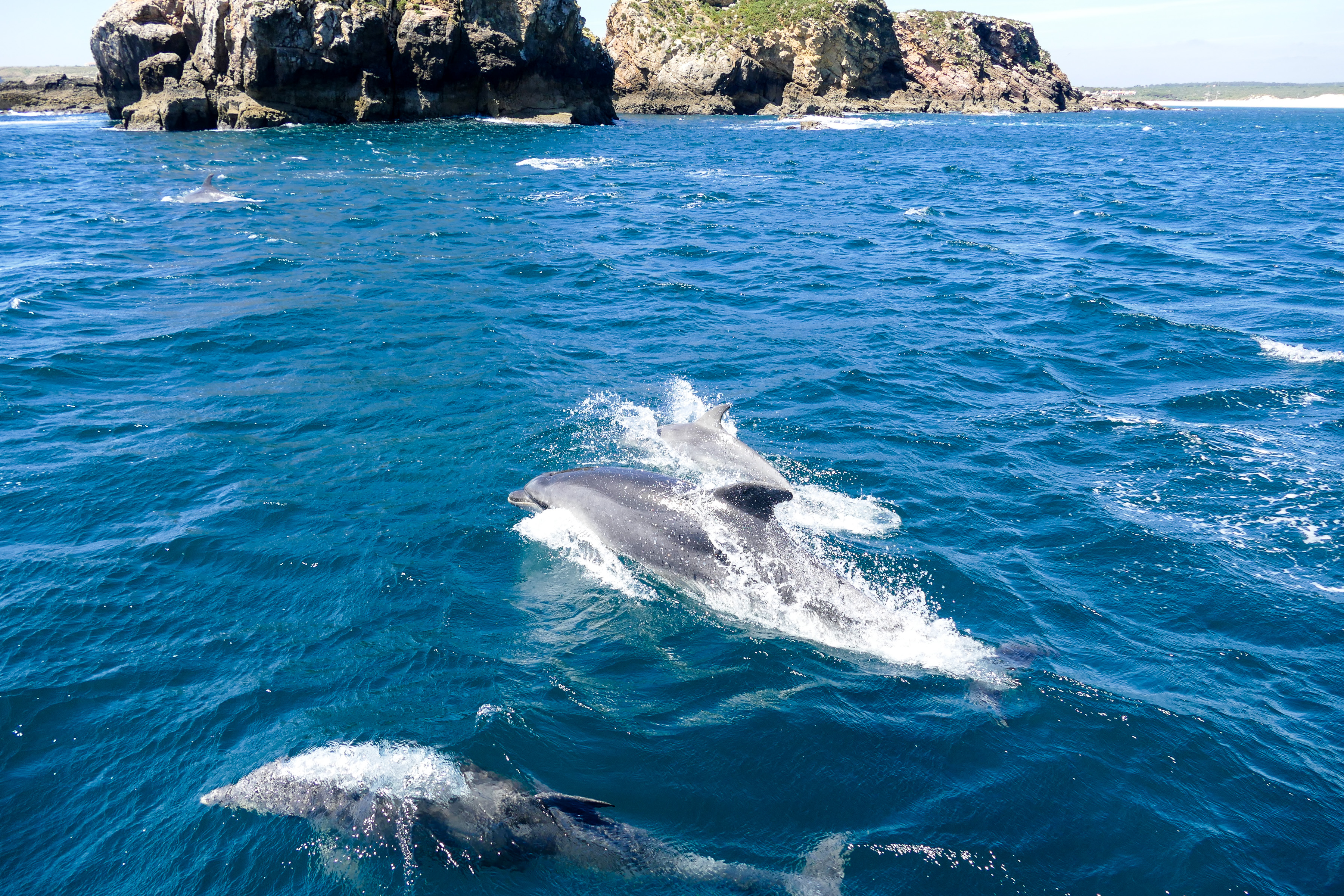 Delphine beim Cabo de Sao Vicente